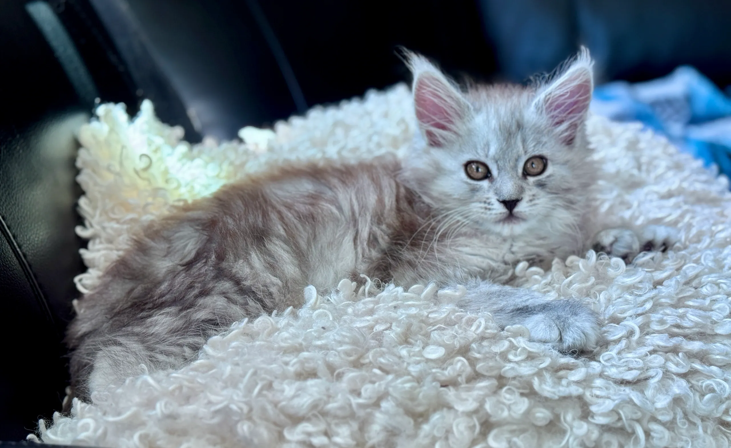 Portrait of a Maine Coon kitten
