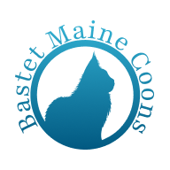Maine Coon Kittens for Sale in Seattle | Bastet Maine Coons