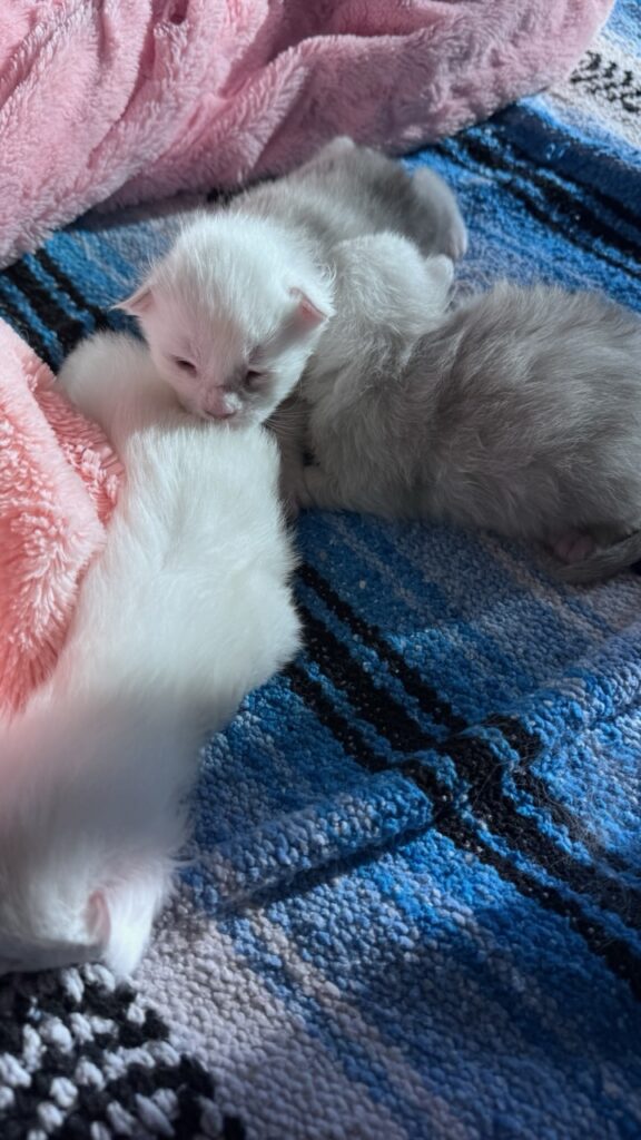 Authentic European Maine Coon imported from Italy for sale