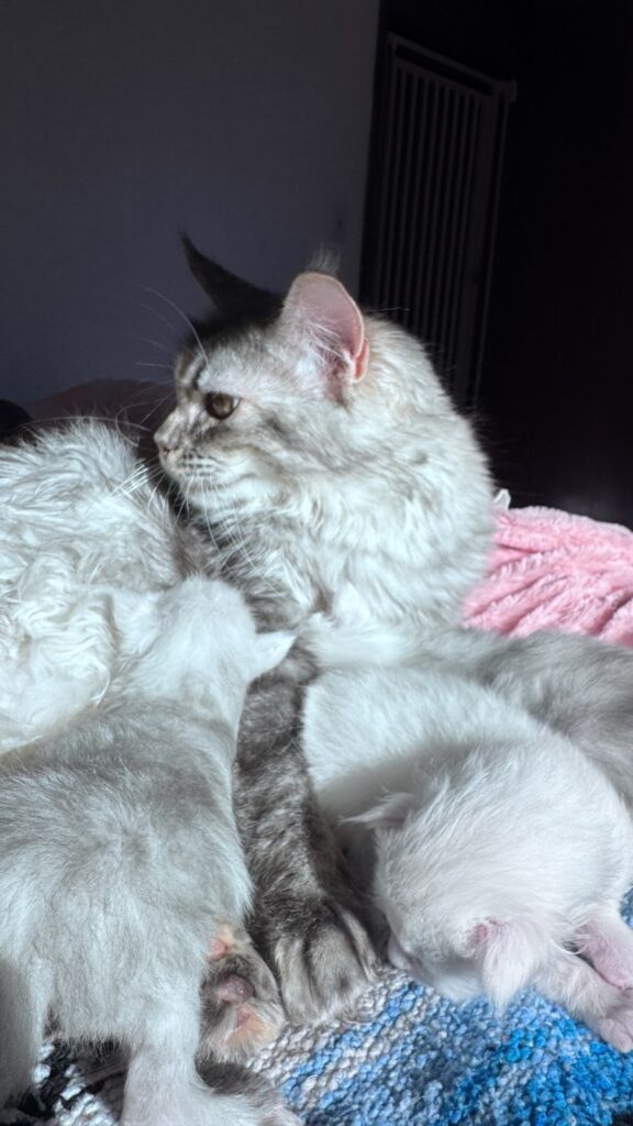 European Maine Coon queen Rapunzel with her first litter.
