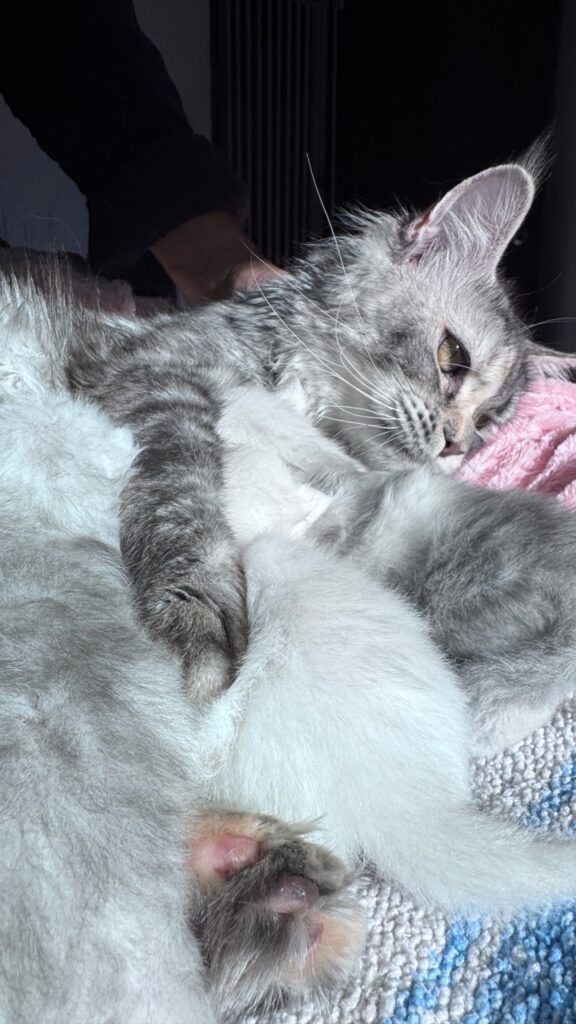 European Maine Coon kitten from imported Italian bloodlines for sale in Seattle Washington