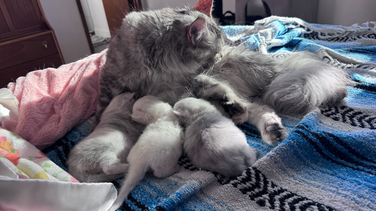 Welcoming Whisker Tails