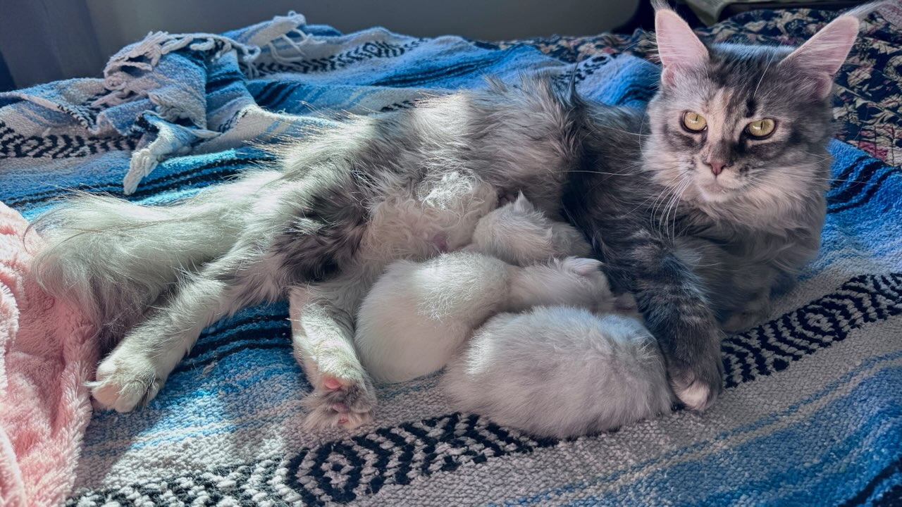Maine Coon Kittens for Sale Seattle | European Maine Coon Breeder Near Seattle
