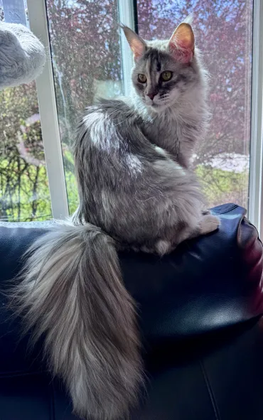 Rapunzel, imported female European Maine Coon from Imperial Family Cattery in Turin, Italy.