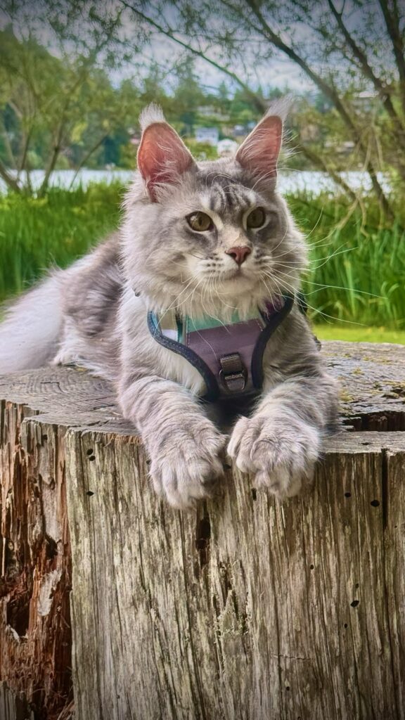 Summerkiss, imported male European Maine Coon from Imperial Family Cattery in Italy.