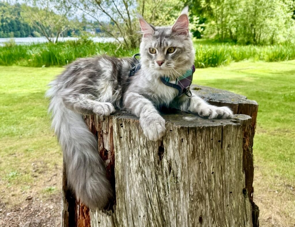 TICA registered Maine Coon breeder in Washington