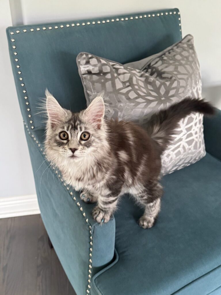 Maine Coon kitten available in Bellevue Washington from Bastet Maine Coons