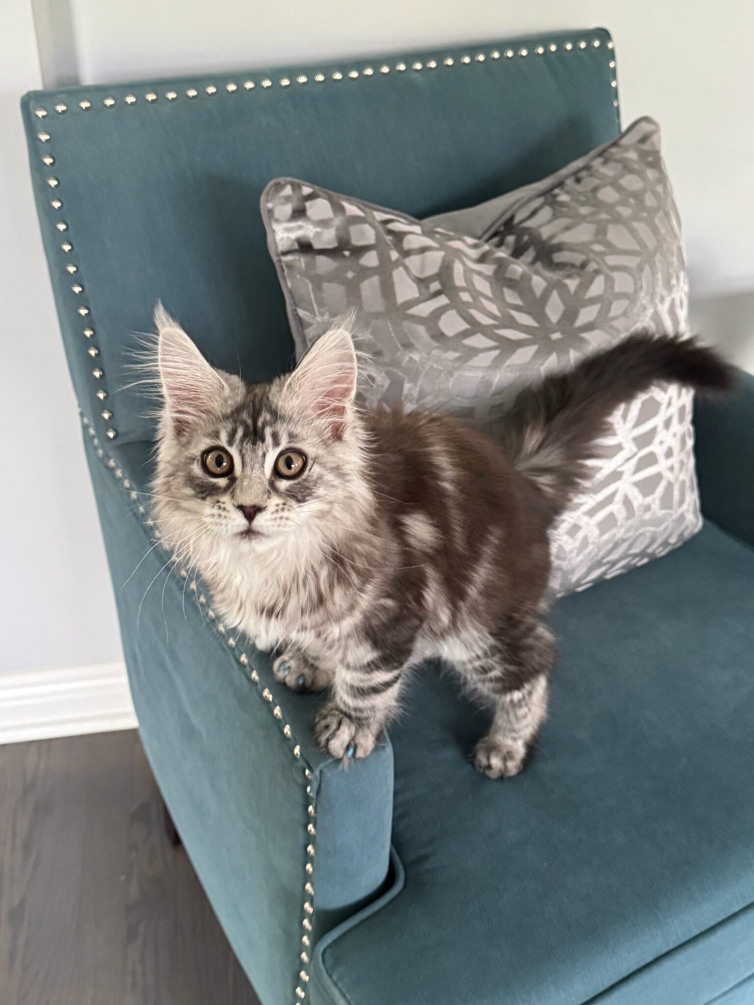 Maine Coon kitten available in Bellevue Washington from Bastet Maine Coons