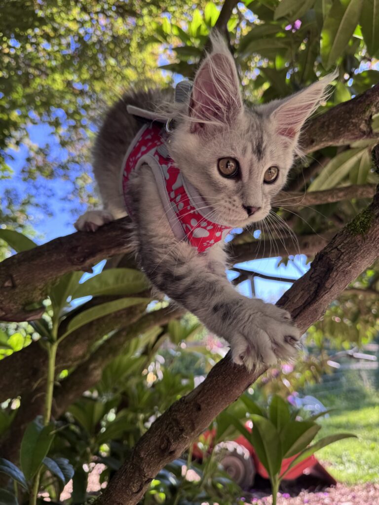 Maine Coon kitten available in Renton from Bastet Maine Coons