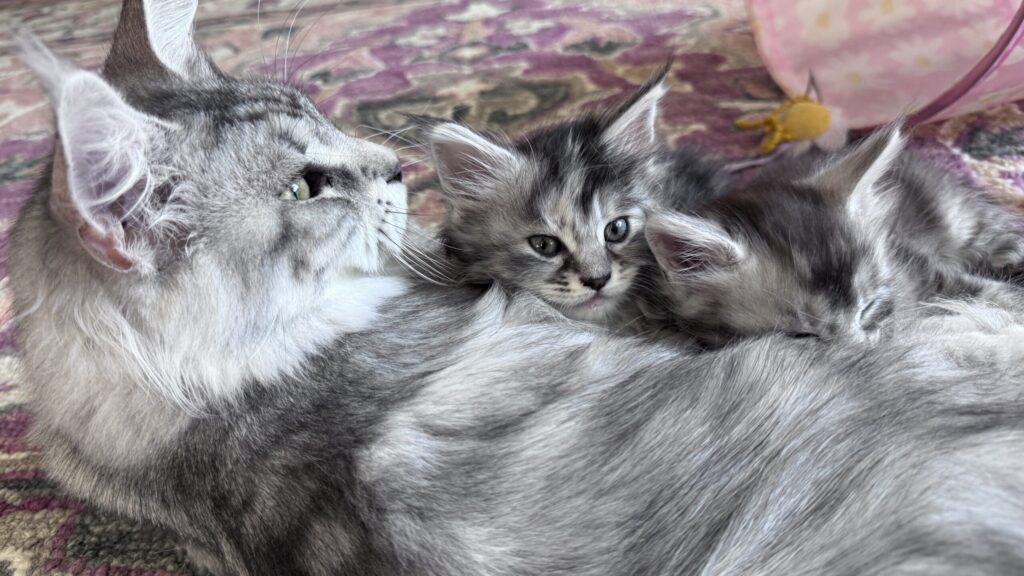 Maine Coon kitten available in Seattle from Bastet Maine Coons