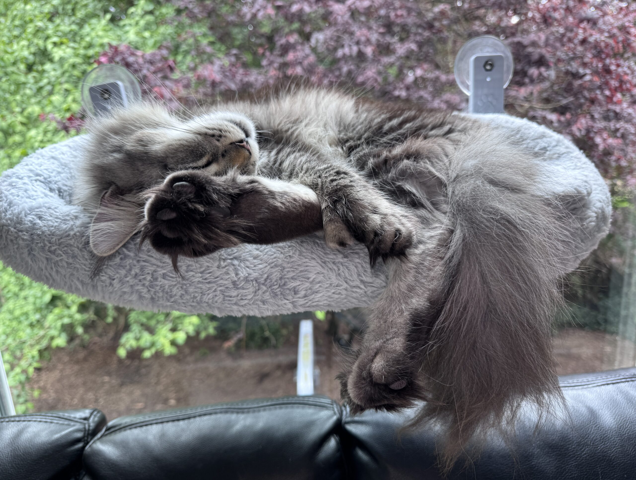 TICA registered Maine Coon breeder in Renton serving Seattle and Bellevue
