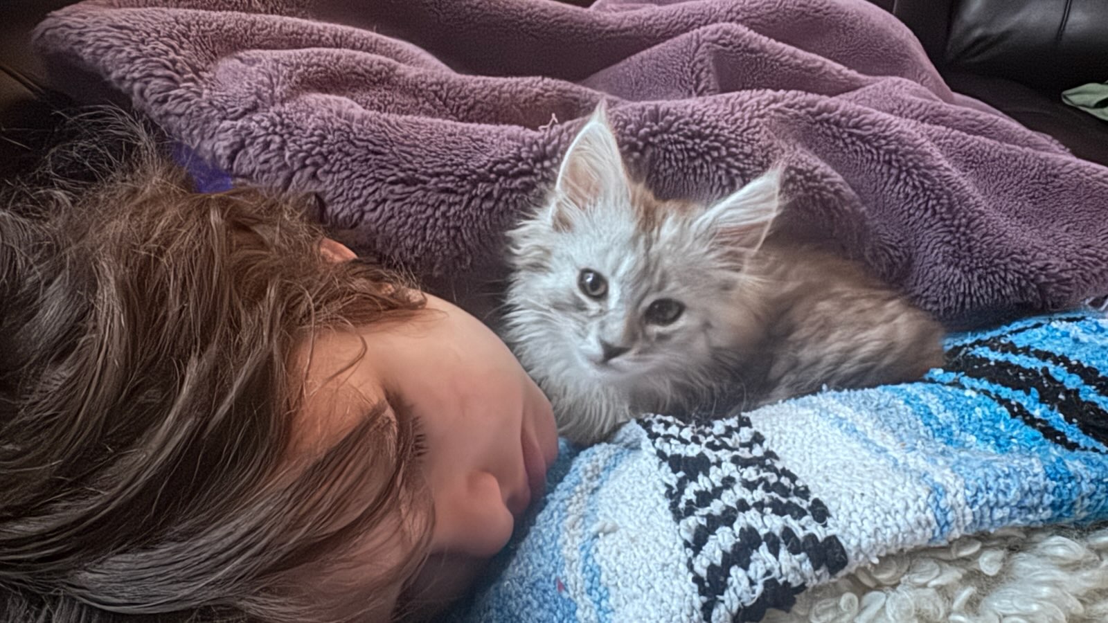 Maine Coon kitten available in Seattle from Bastet Maine Coons