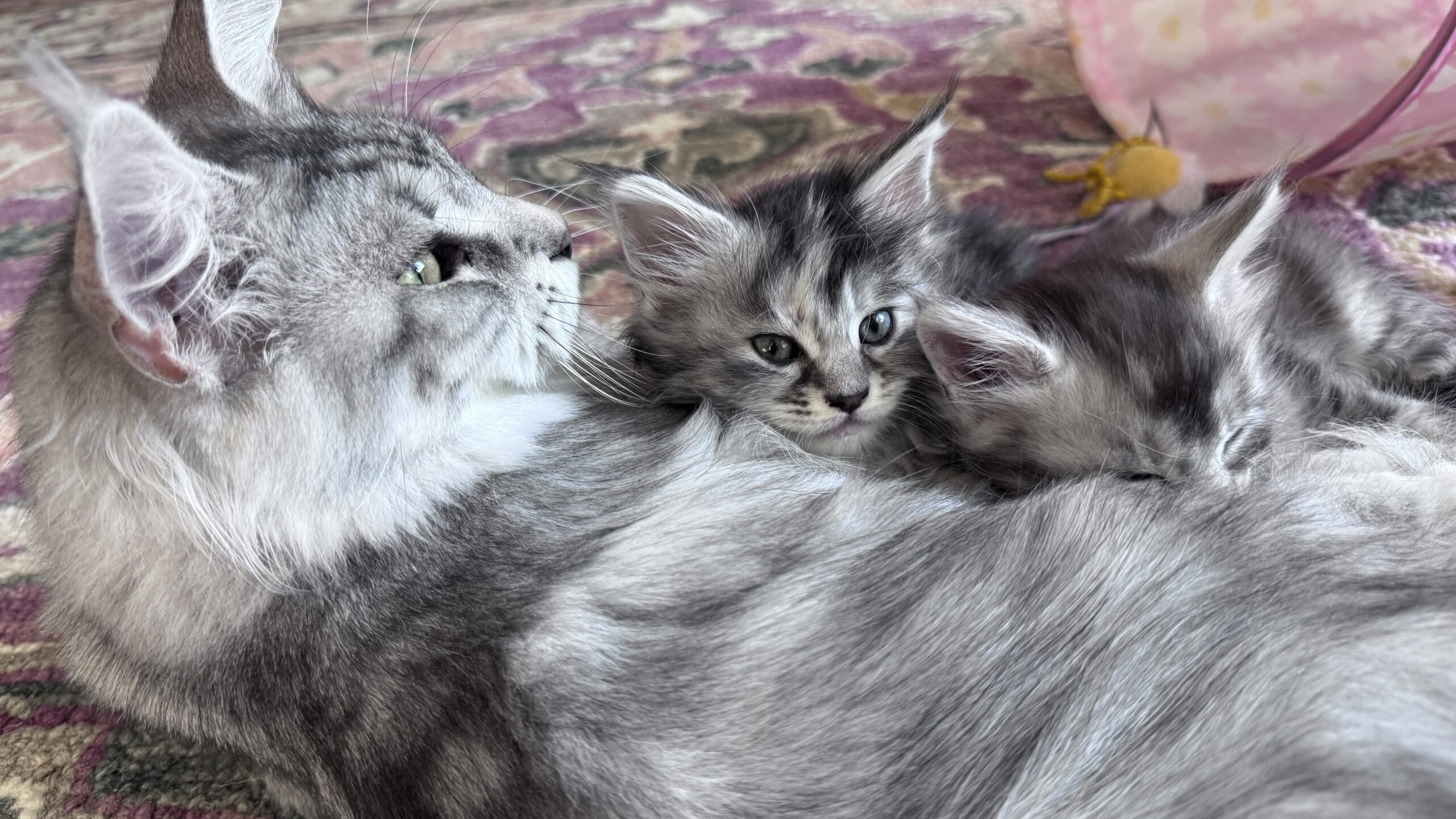 Maine Coon kitten available in Seattle from Bastet Maine Coons