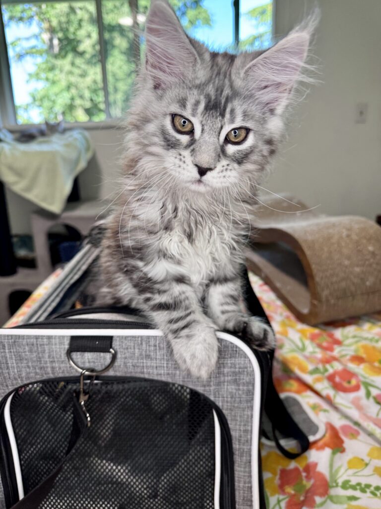 Maine Coon kitten available in Tacoma from Bastet Maine Coons