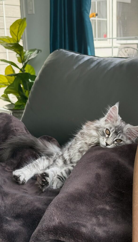 Bastet Maine Coons, ethical and registered Maine Coon kitten breeder in Seattle Washington