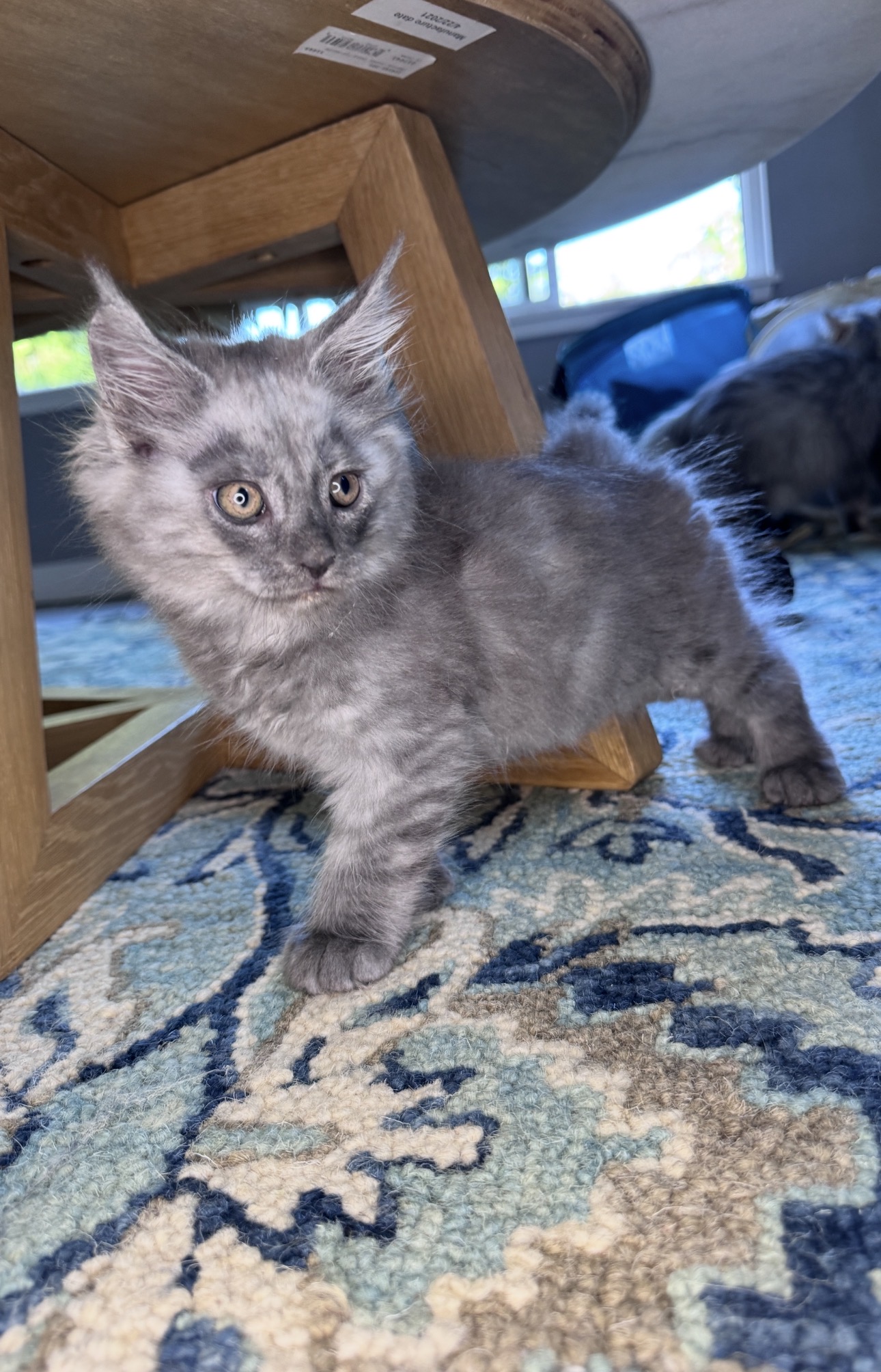 Maine Coon kittens for sale in Seattle Washington