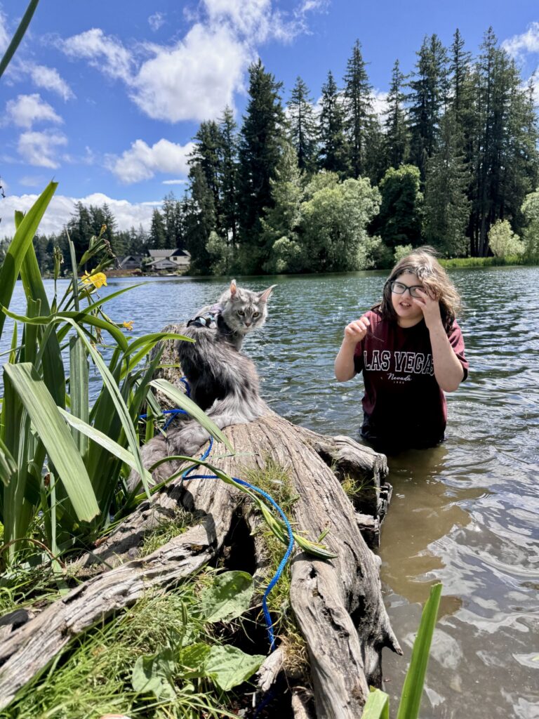 Maine Coon kitten available in Maple Valley WA from Bastet Maine Coons