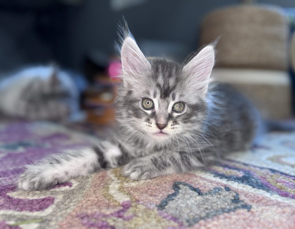 Ethically breed Maine Coon breeder in Renton WA, Bastet Maine Coons