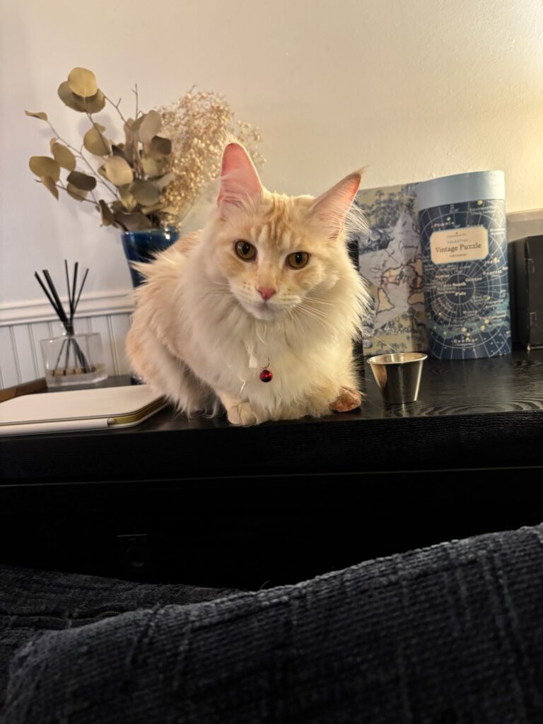 Available Maine Coon Kittens for sale in Seattle Washington at Bastet Maine Coons