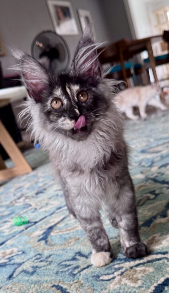 TICA registered Maine Coon breeder in Washington